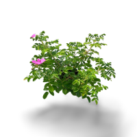 Rosa rugosa 40/60 cm CoVR 3,5l