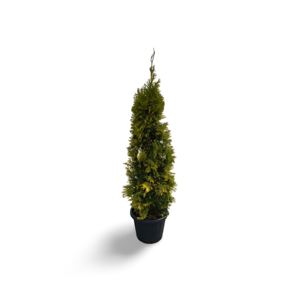 Thuja occidentalis Europa Gold 100/125 cm Co 30l