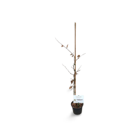 Carpinus betulus 60/80 cm Co 3l