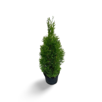 Thuja occidentalis Smaragd 40/60 cm Co 3l