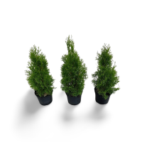 Thuja occidentalis Smaragd 40/60 cm Co 3l