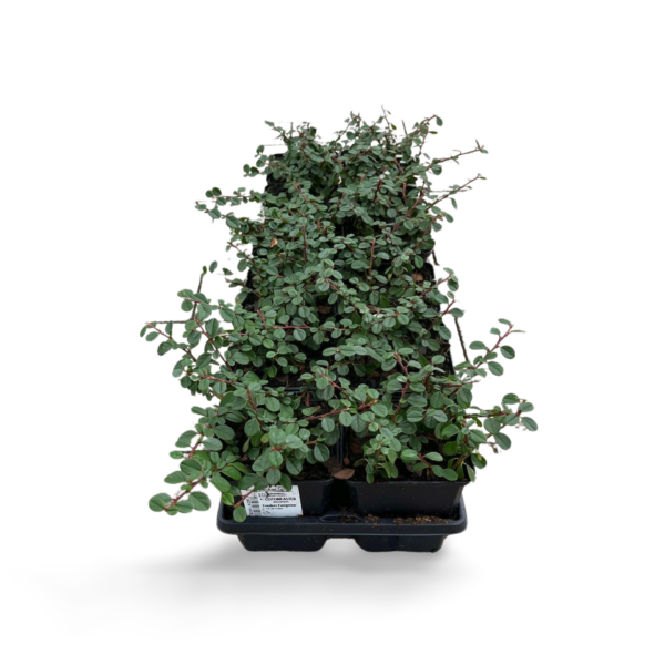 Cotoneaster dammeri "Frieders Evergreen" 15/20 cm pt 9 cm