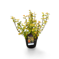 Physocarpus opulifolius „Amber Jubilee“ Co 5l