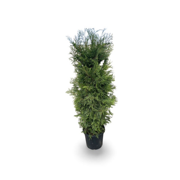 Thuja occidentalis Brabant 150/175 cm Co 30l