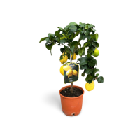 Citrus limon 60 cm cm pt 3l (19cm)