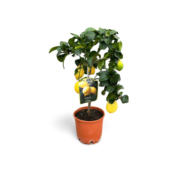 Citrus limon 90 cm cm pt 5l (23cm)
