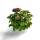 Hydrangea macrophylla in Farben 35/50 cm Co 5l
