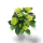 Hydrangea macrophylla in Farben 35/50 cm Co 5l